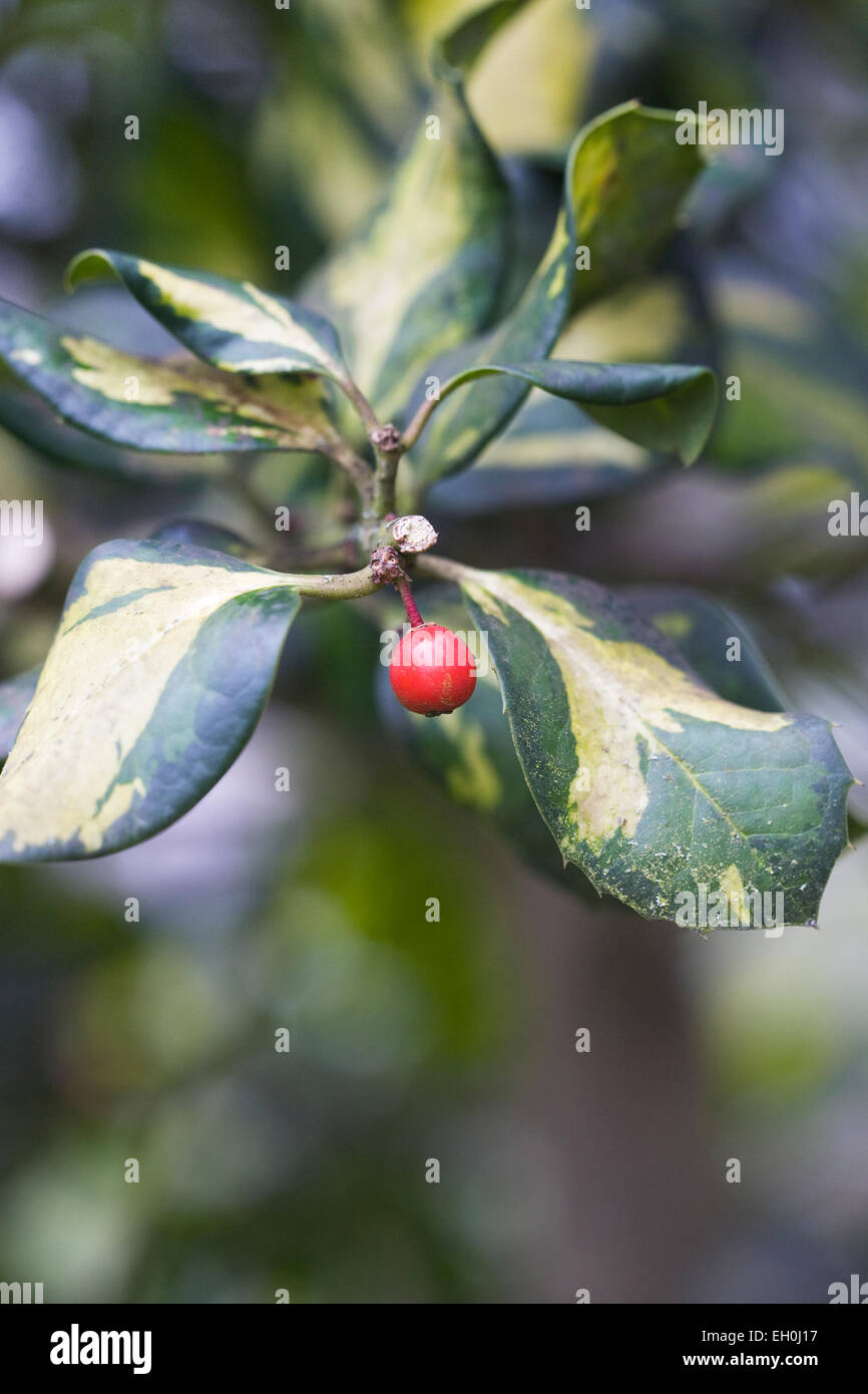 Ilex x altaclerensis 'Ripley's Gold'. Stock Photo