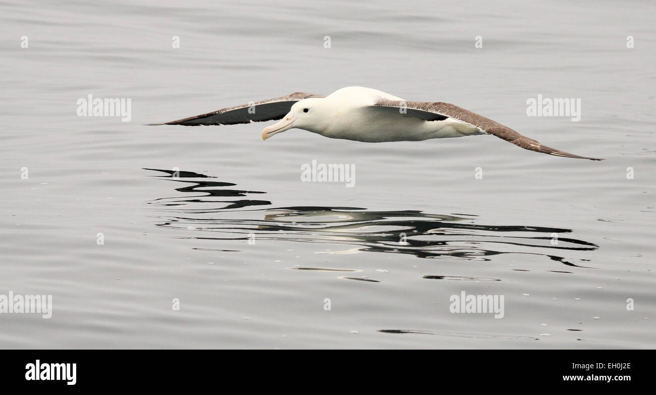 A Northern Royal Albatross gliding above the ocean. Stock Photo