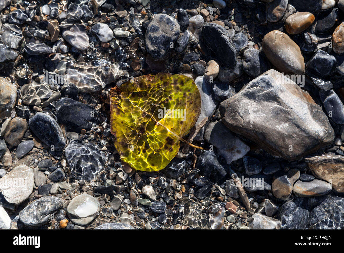 A leaf sits at the bottom of the river, below the clear water, shimmery light on the waves lighting up the leaf and gray rock Stock Photo