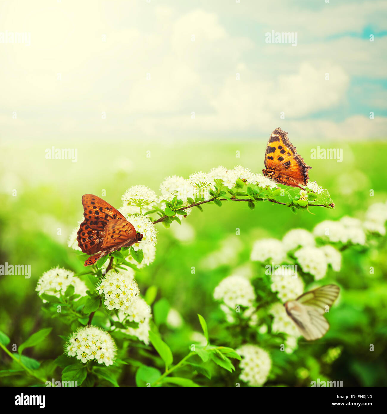 flowers and butterfly on a beautiful summer meadow Stock Photo - Alamy