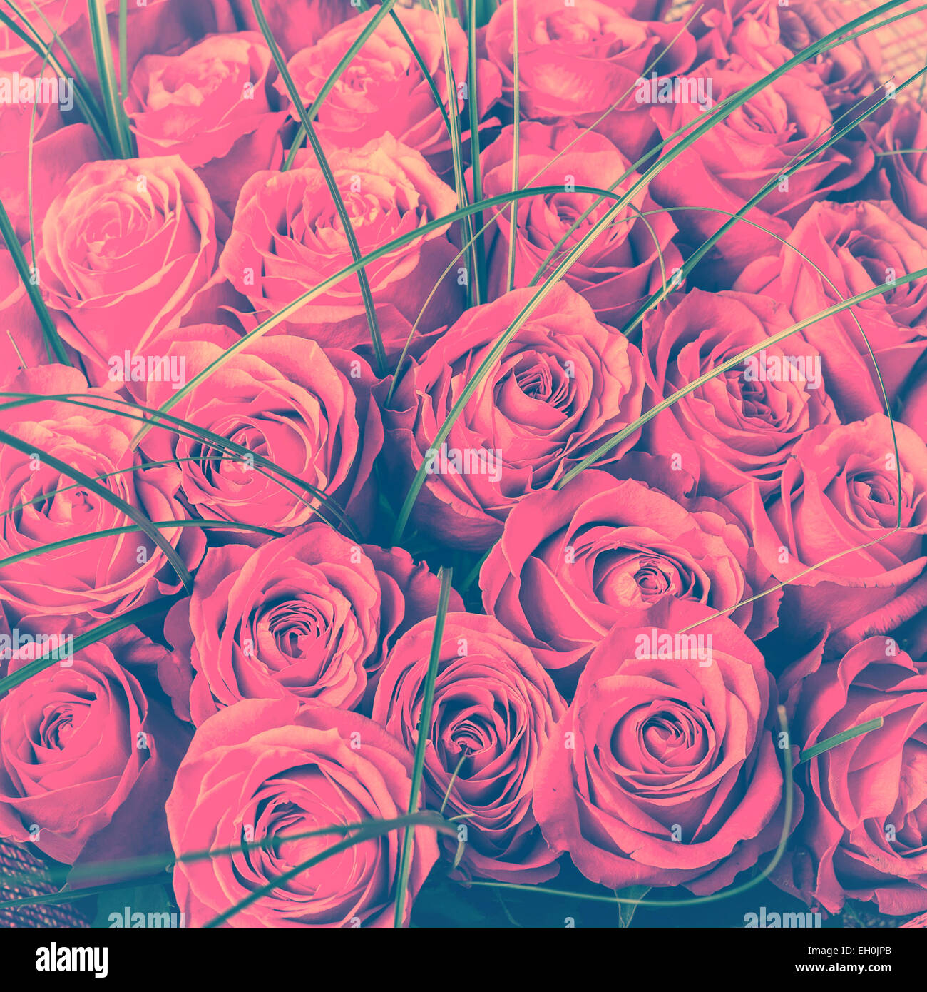 Tonal Roses Big bunch of beautiful pink roses. A lot of flowers - floral background ...