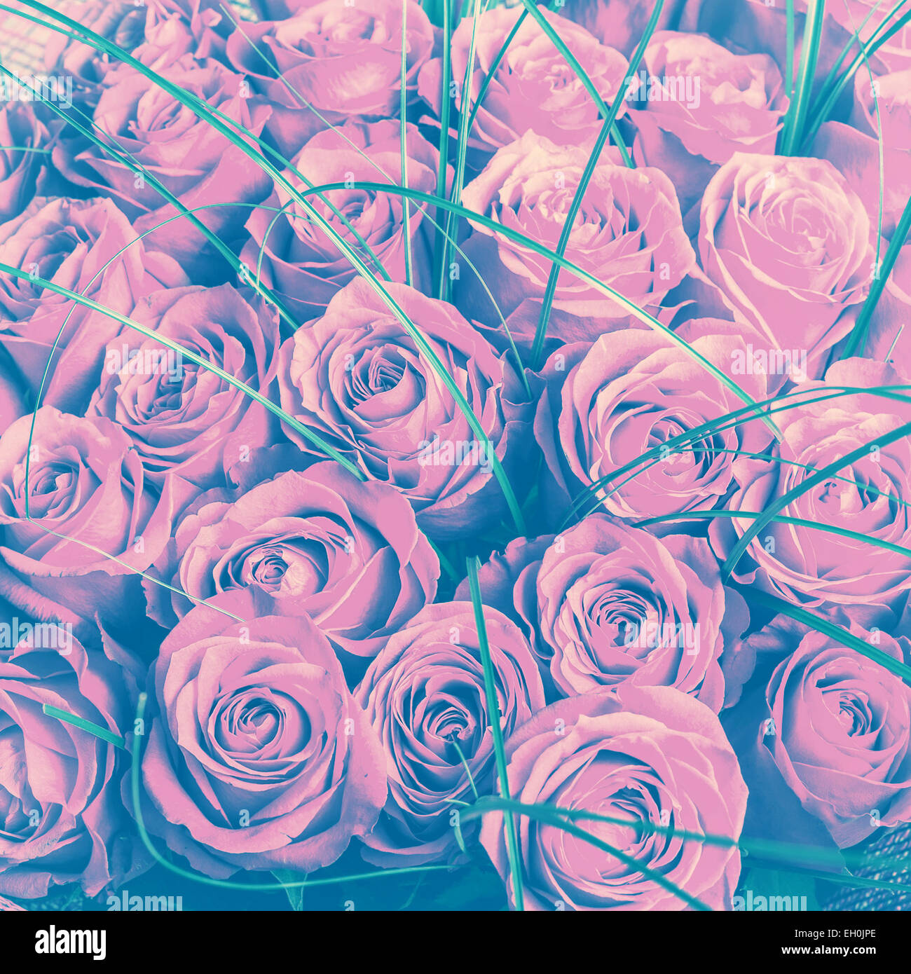 Tonal Roses Big bunch of beautiful pink roses. A lot of flowers - floral background ...