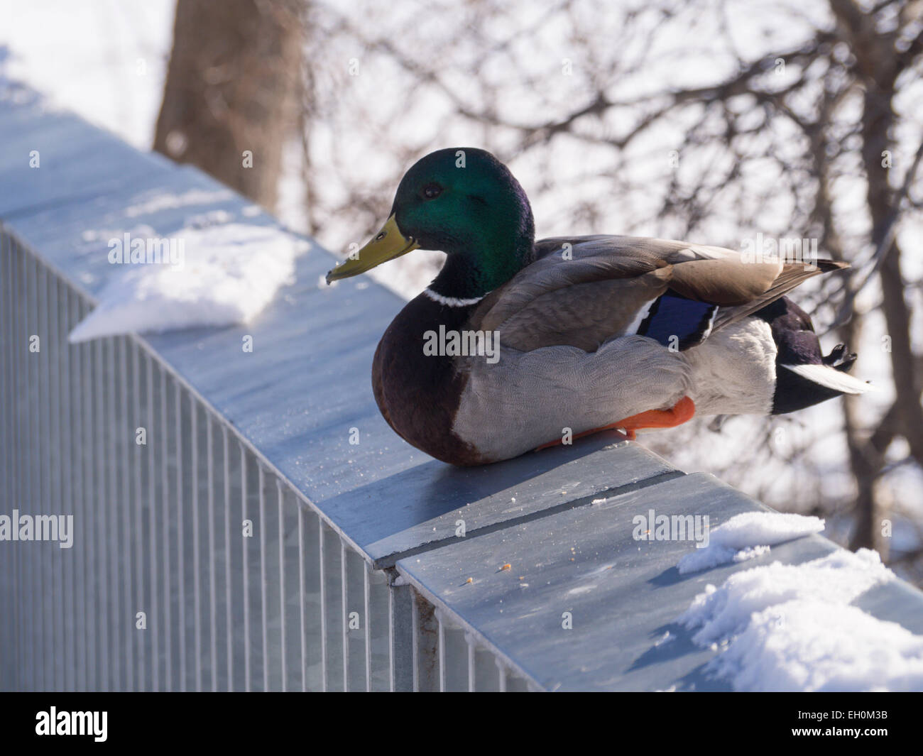 Duck sitting on a ramp Stock Photo Alamy