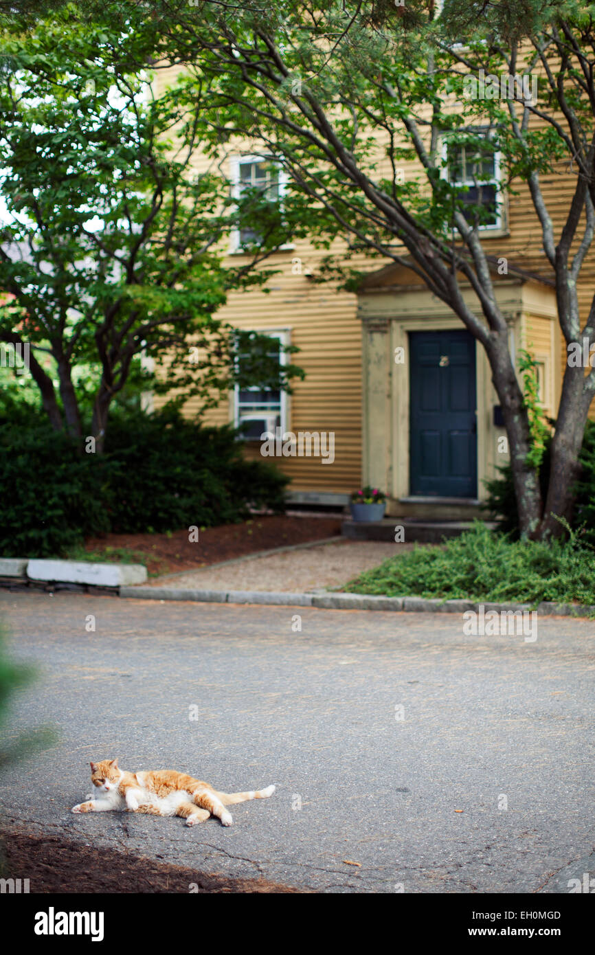 Salem the cat hi-res stock photography and images - Alamy