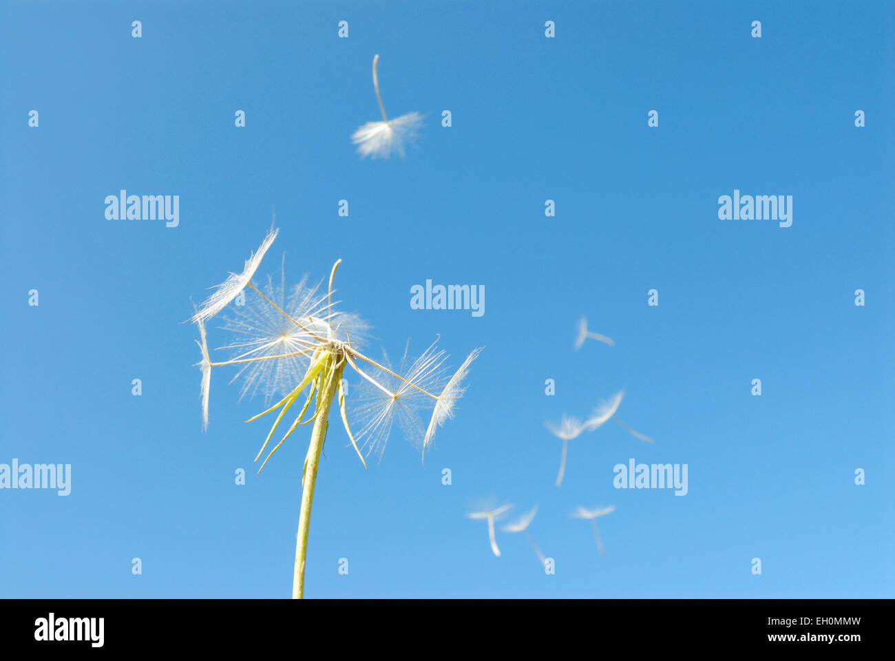Dandelion seed head and seeds blowing in the wind against blue sky Stock Photo