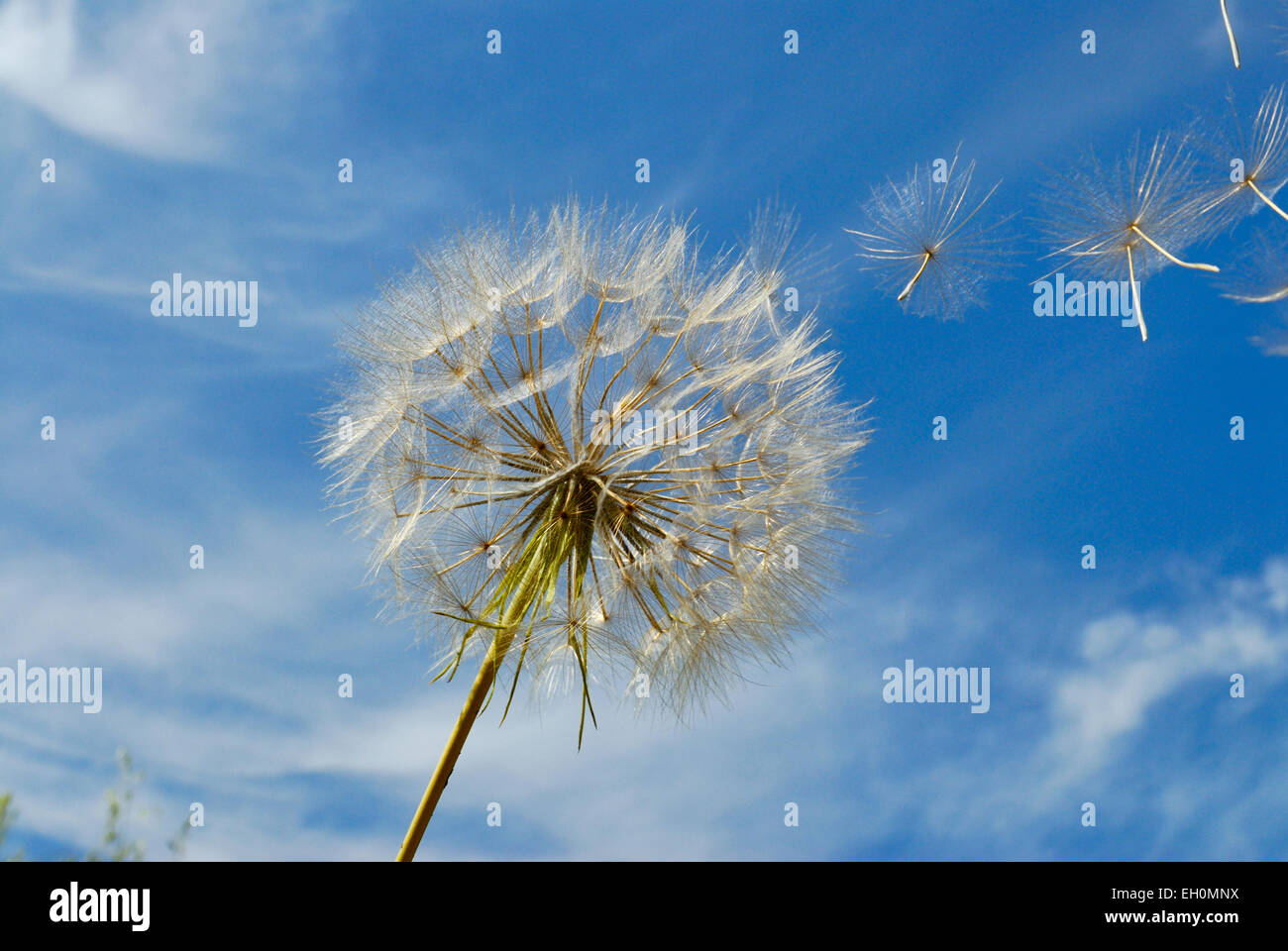Dandelion seed head and seeds blowing in the wind against blue sky Stock Photo