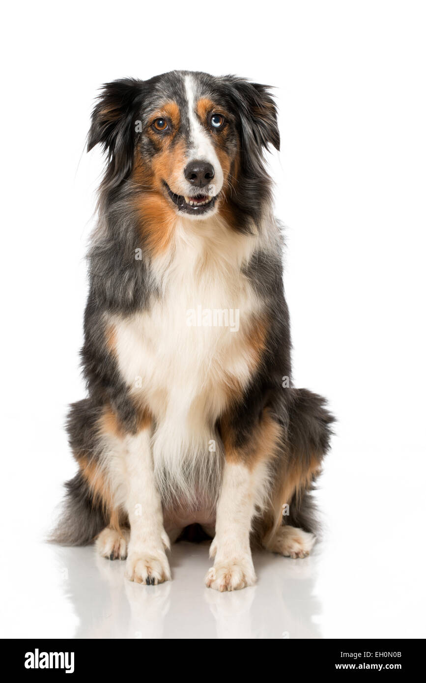 Australian Shepherd isolated on white Stock Photo - Alamy