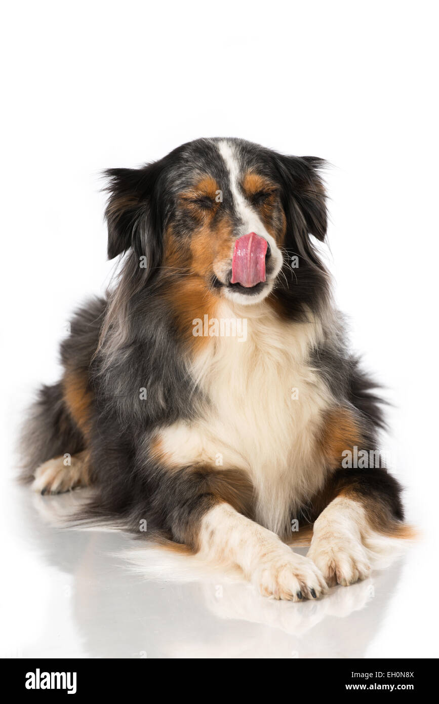 Australian Shepherd isolated on white Stock Photo - Alamy
