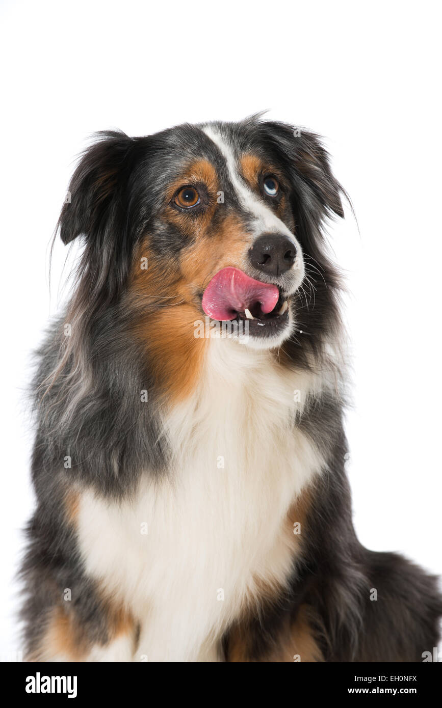 Australian Shepherd isolated on white Stock Photo - Alamy
