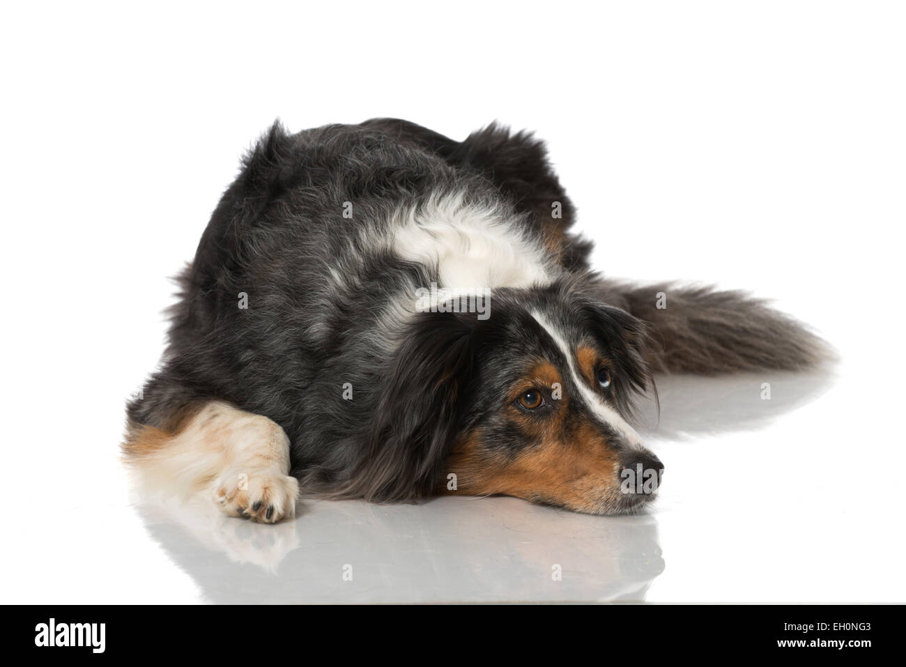 Australian Shepherd isolated on white Stock Photo - Alamy