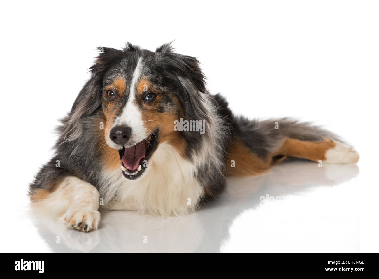 Australian Shepherd isolated on white Stock Photo - Alamy