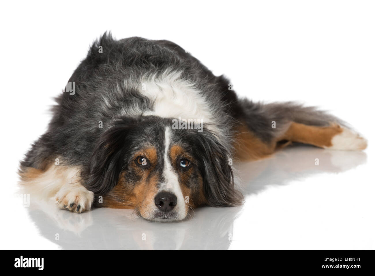 Australian Shepherd isolated on white Stock Photo - Alamy