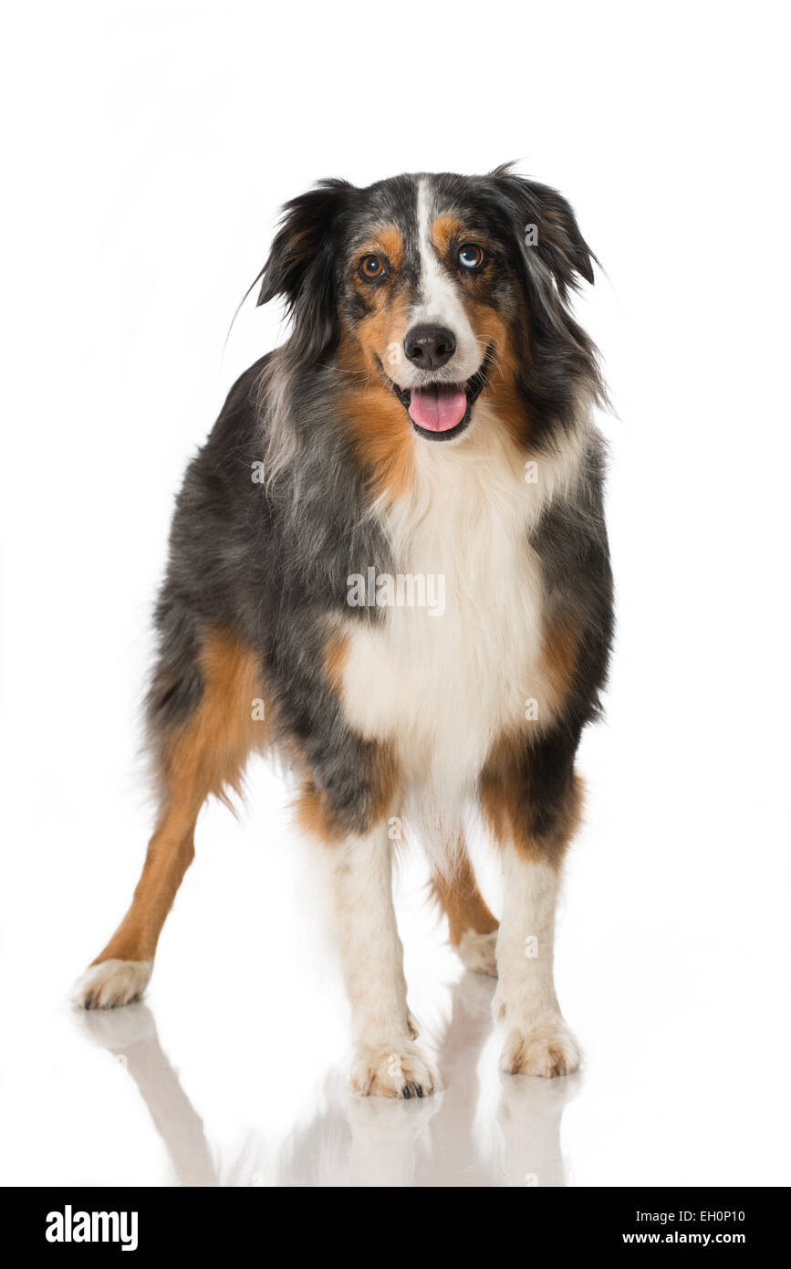 Australian Shepherd isolated on white Stock Photo - Alamy