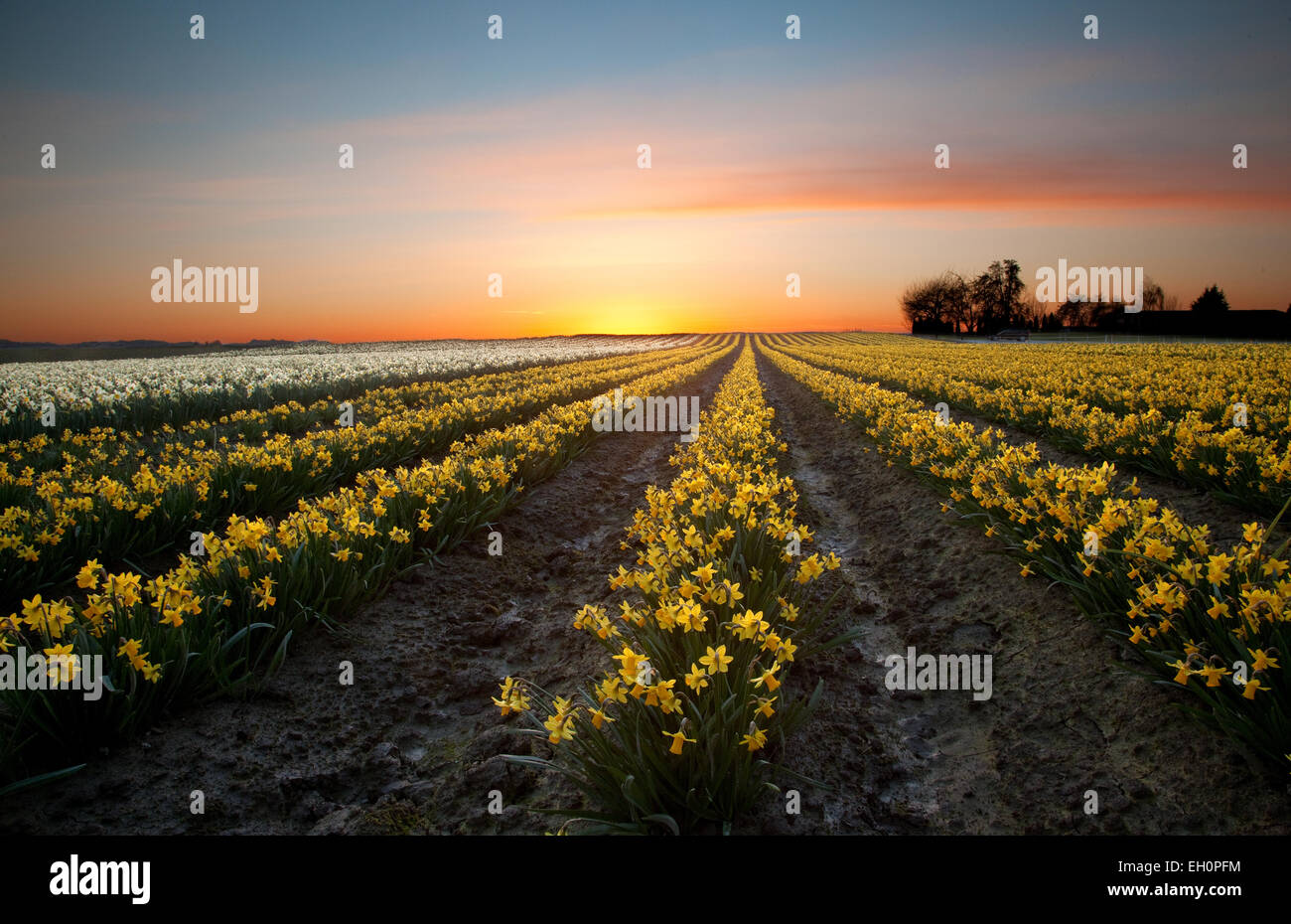Daffodil flowers bloom in a field at the start of the annual La Conner Daffodil Festival in La Conner Washington, USA. Stock Photo