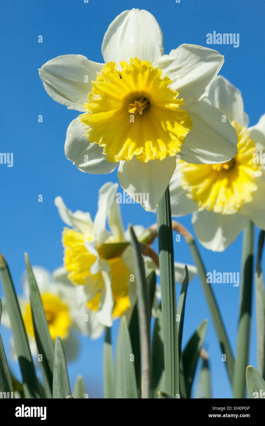 Daffodil flowers growing in a field at the start of the annual La