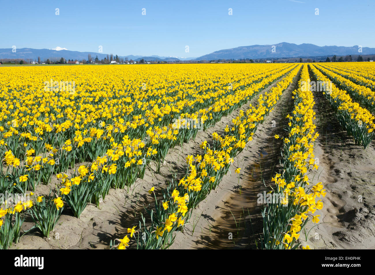 Daffodil flowers blooming in a field at the start of the annual La