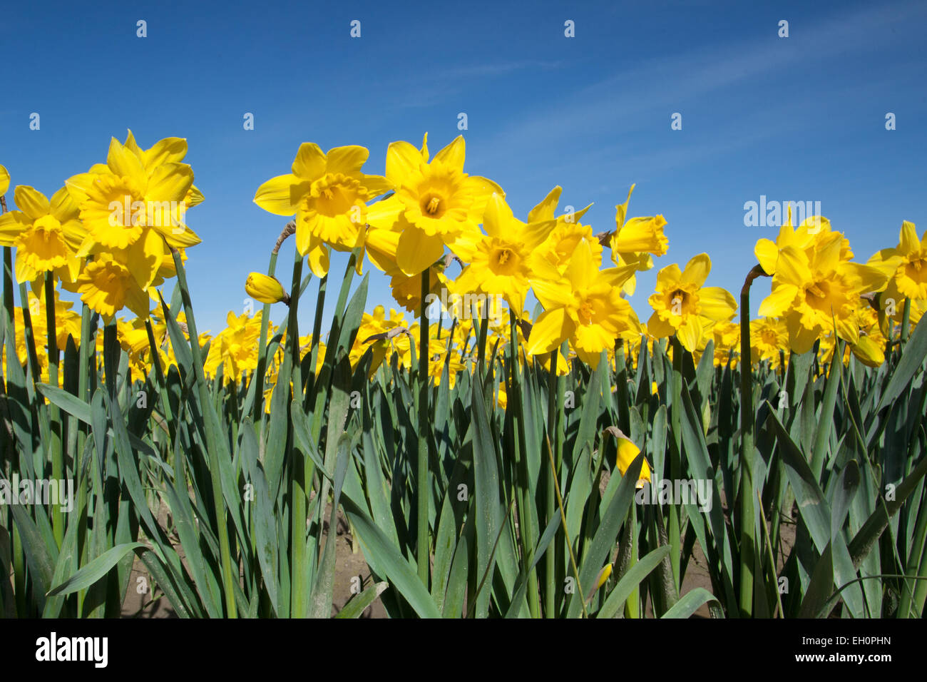 Daffodil flowers blooming in a field at the start of the annual La