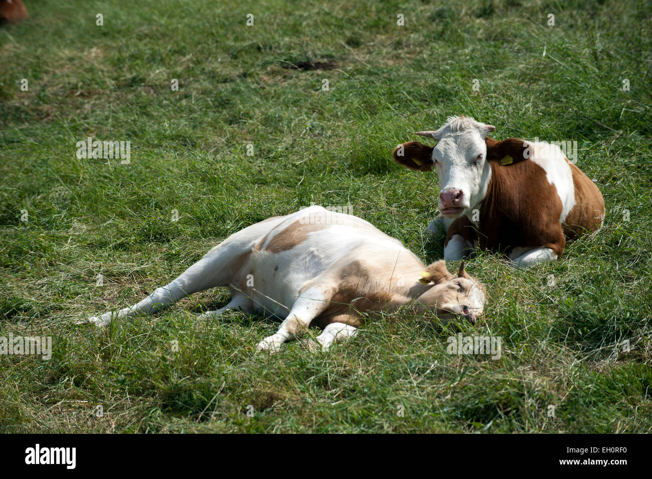 Two cows lying on a meadow Stock Photo