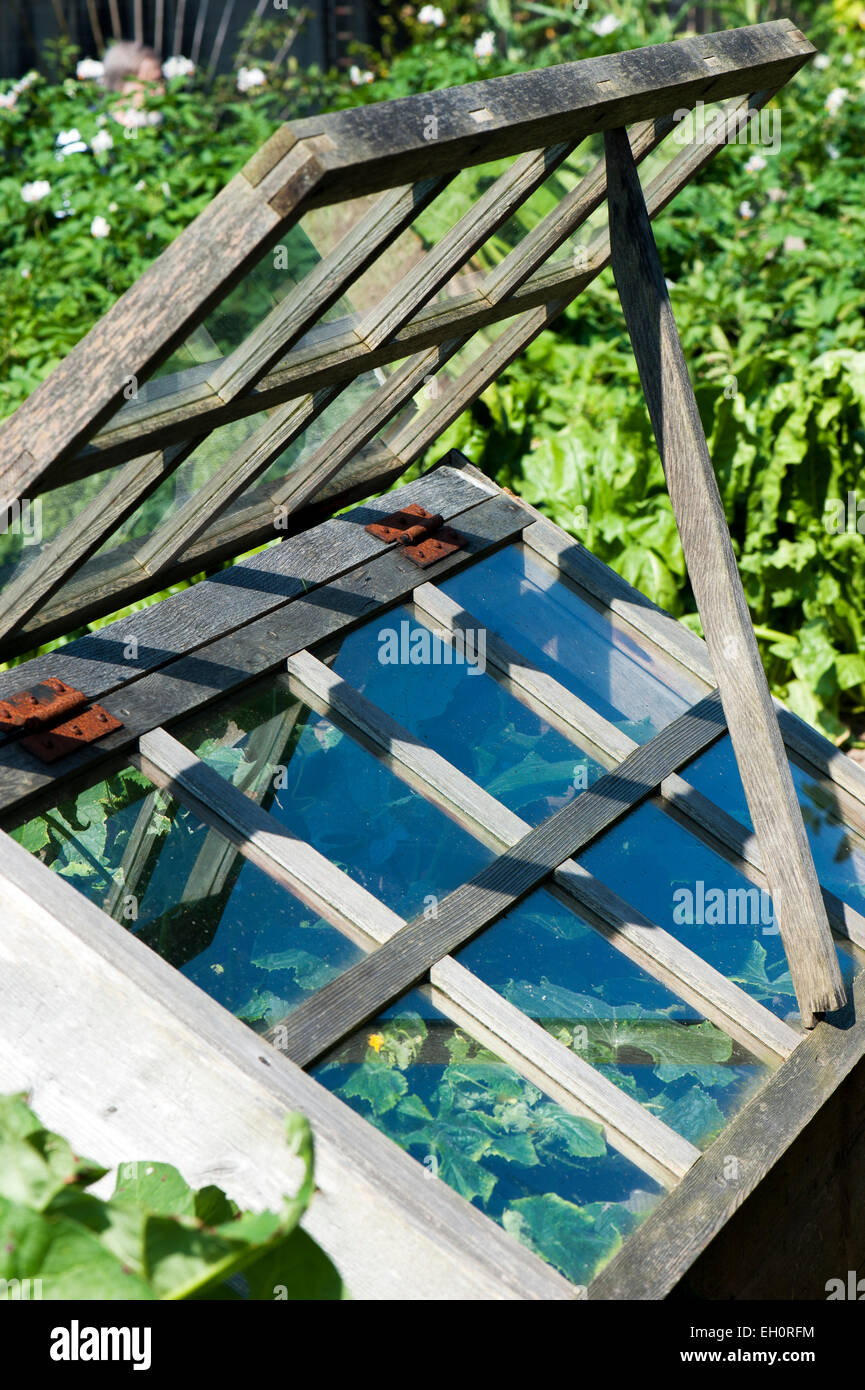 Open cold frame with cucumber plants Stock Photo
