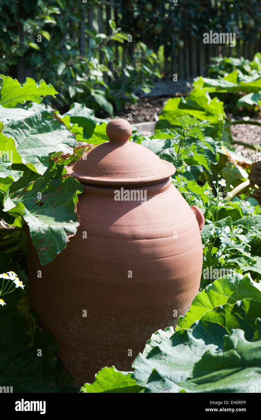Rhubarb (Rheum rhabarbarum) growing in a terracotta clay pot Stock Photo
