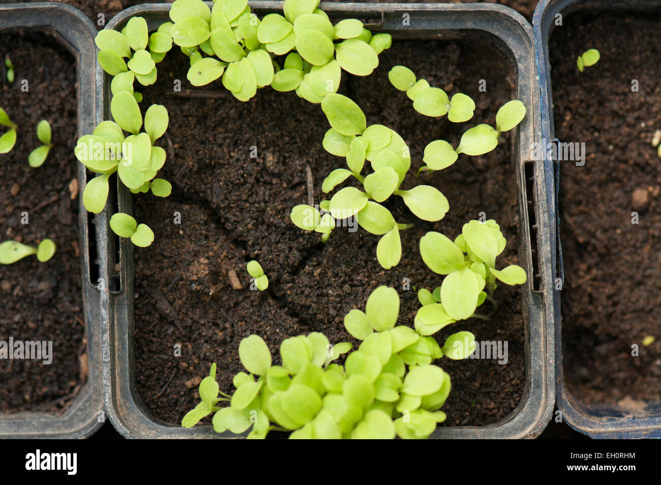 Young salat plants(Lactuca sativa) in pots Stock Photo