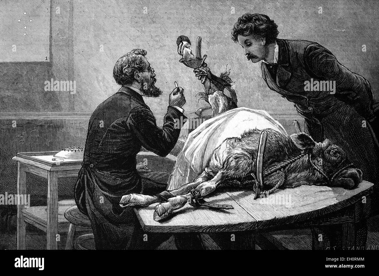 Animal vacination, taking lymph from a calf, historic image, 1883 Stock Photo