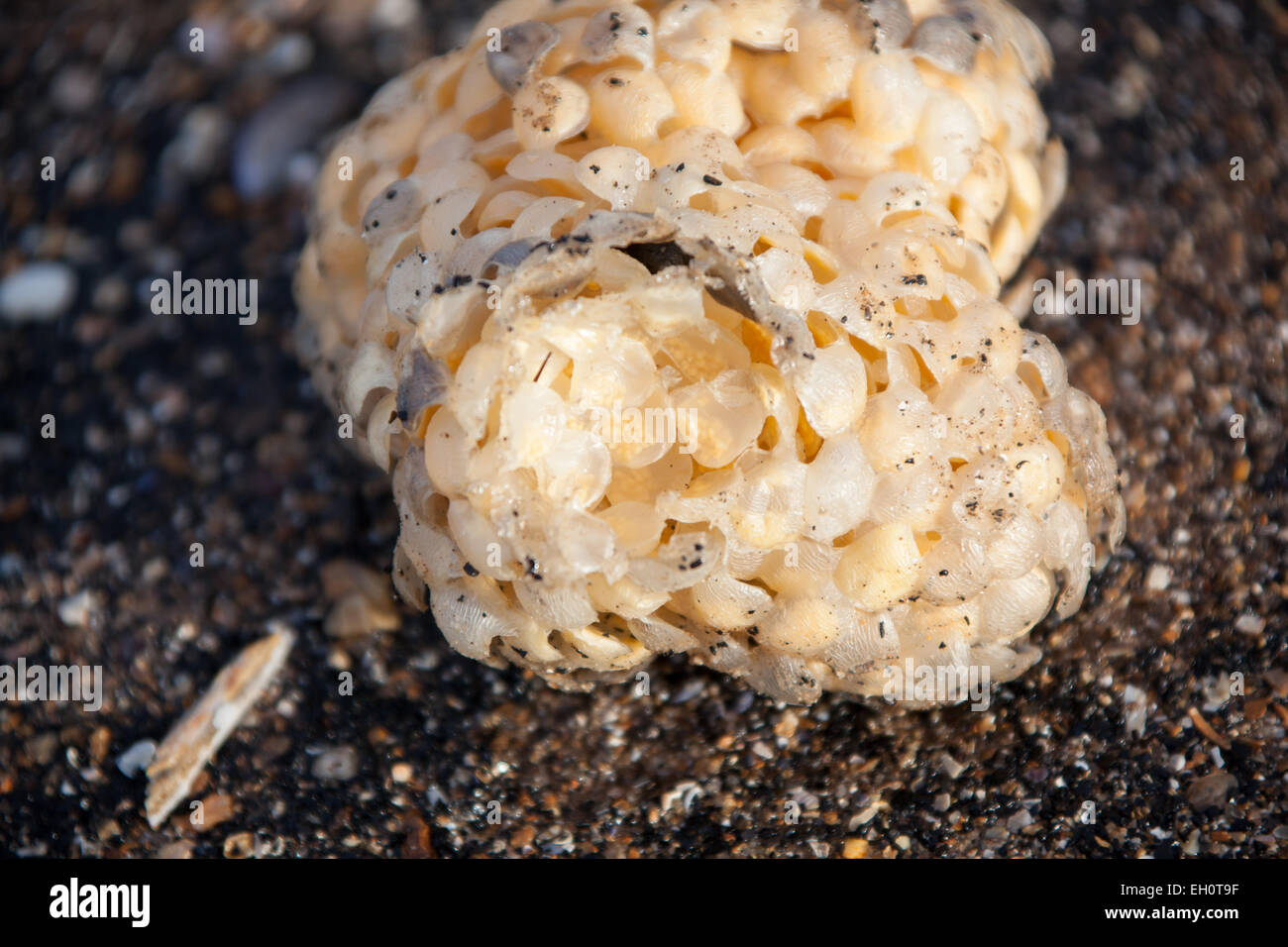 Whelk egg case hi-res stock photography and images - Alamy