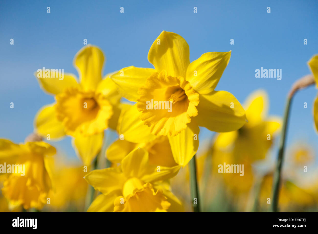 Daffodil flowers blooming in a field at the start of the annual La Conner Daffodil Festival in La Conner Washington, USA. Stock Photo