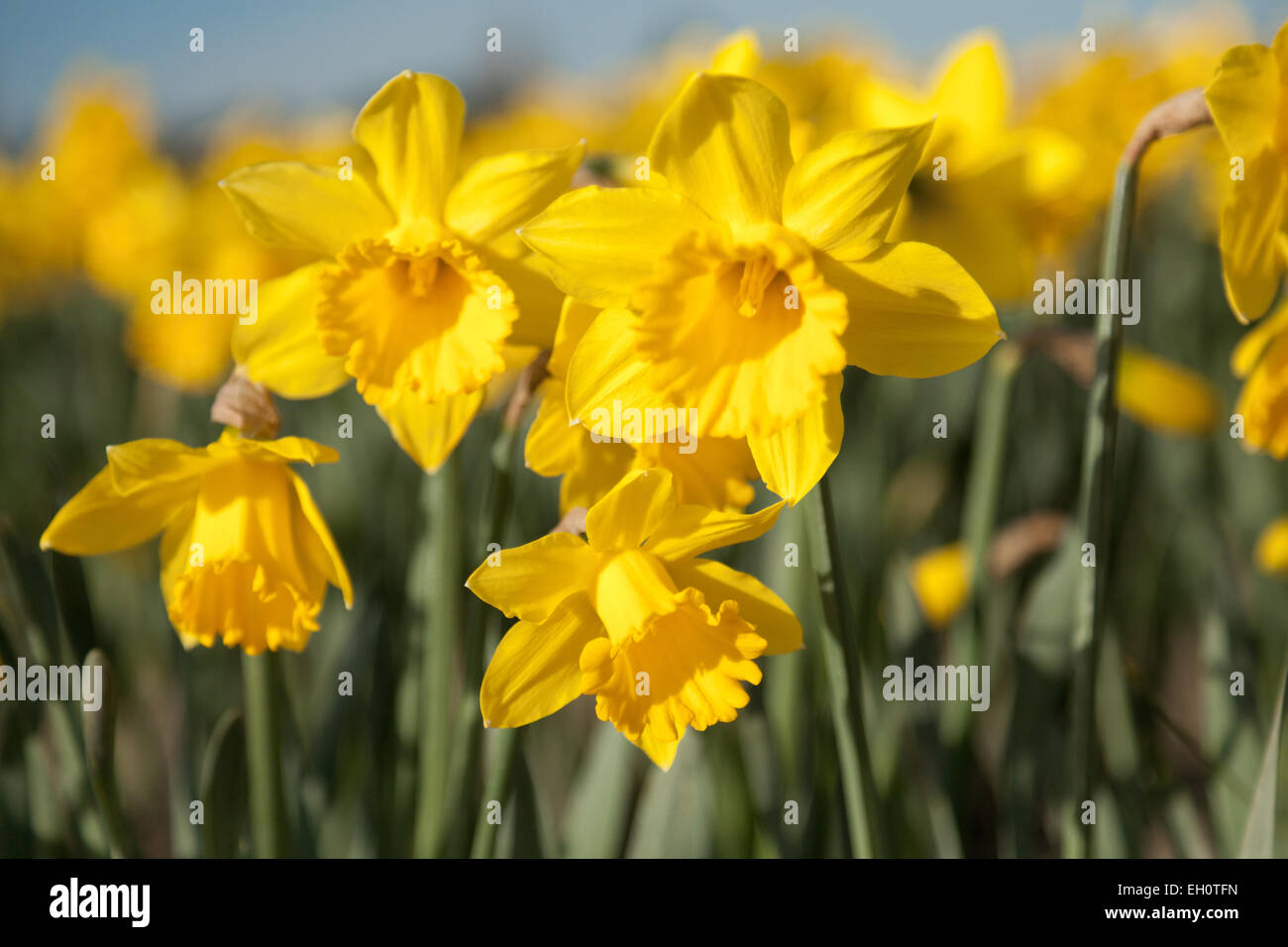 Daffodil flowers blooming in a field at the start of the annual La Conner Daffodil Festival in La Conner Washington, USA. Stock Photo