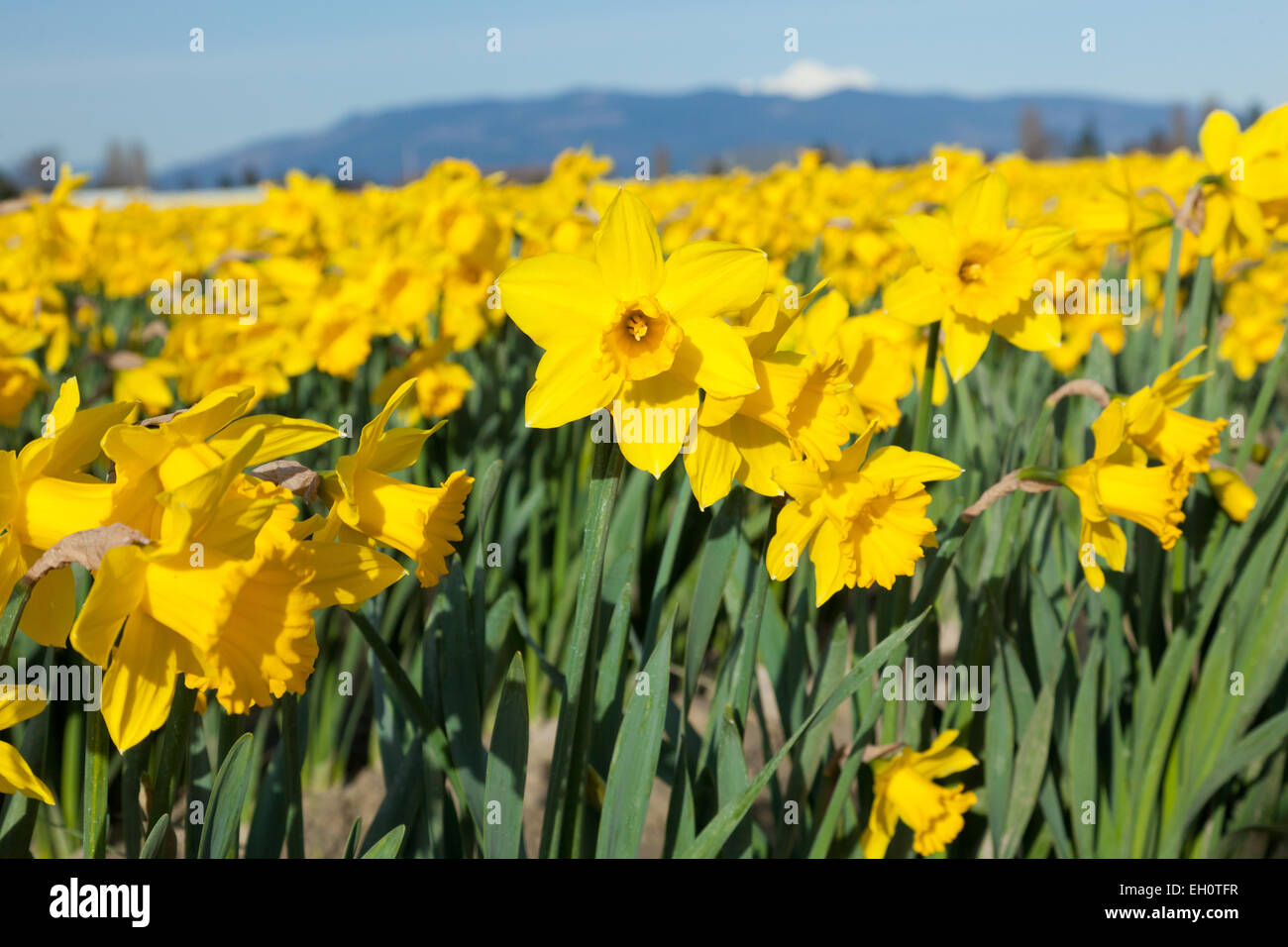 Daffodil flowers blooming in a field at the start of the annual La