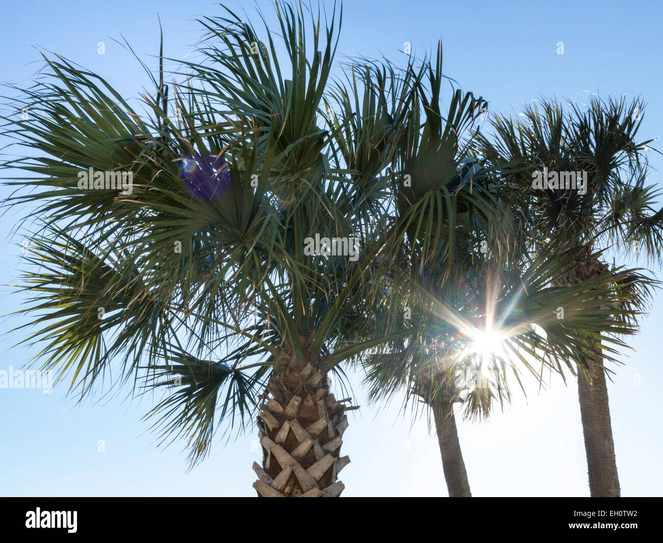 Palm Trees, Florida Stock Photo Alamy