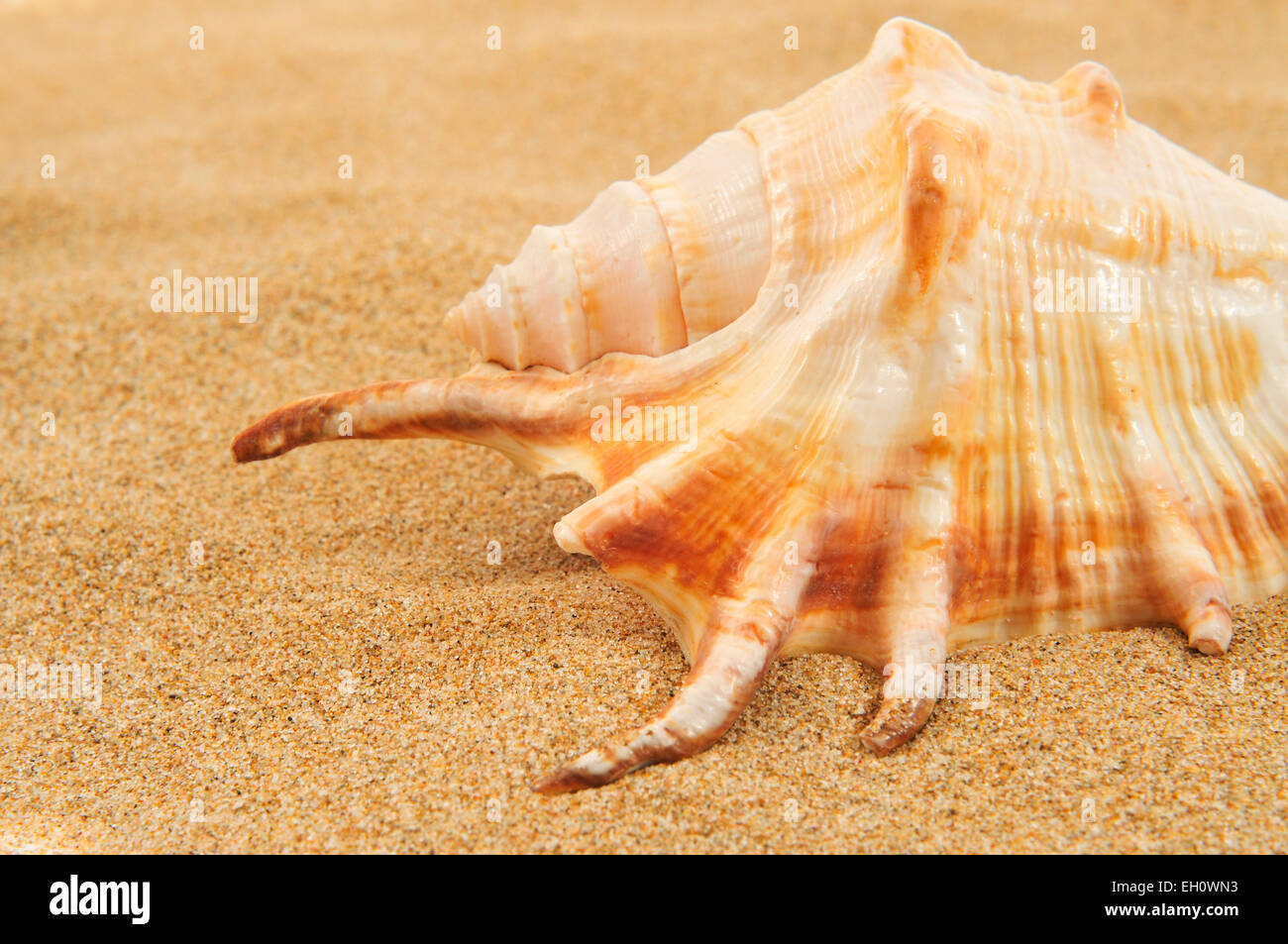 closeup of a giant spider conch shell on the sand Stock Photo