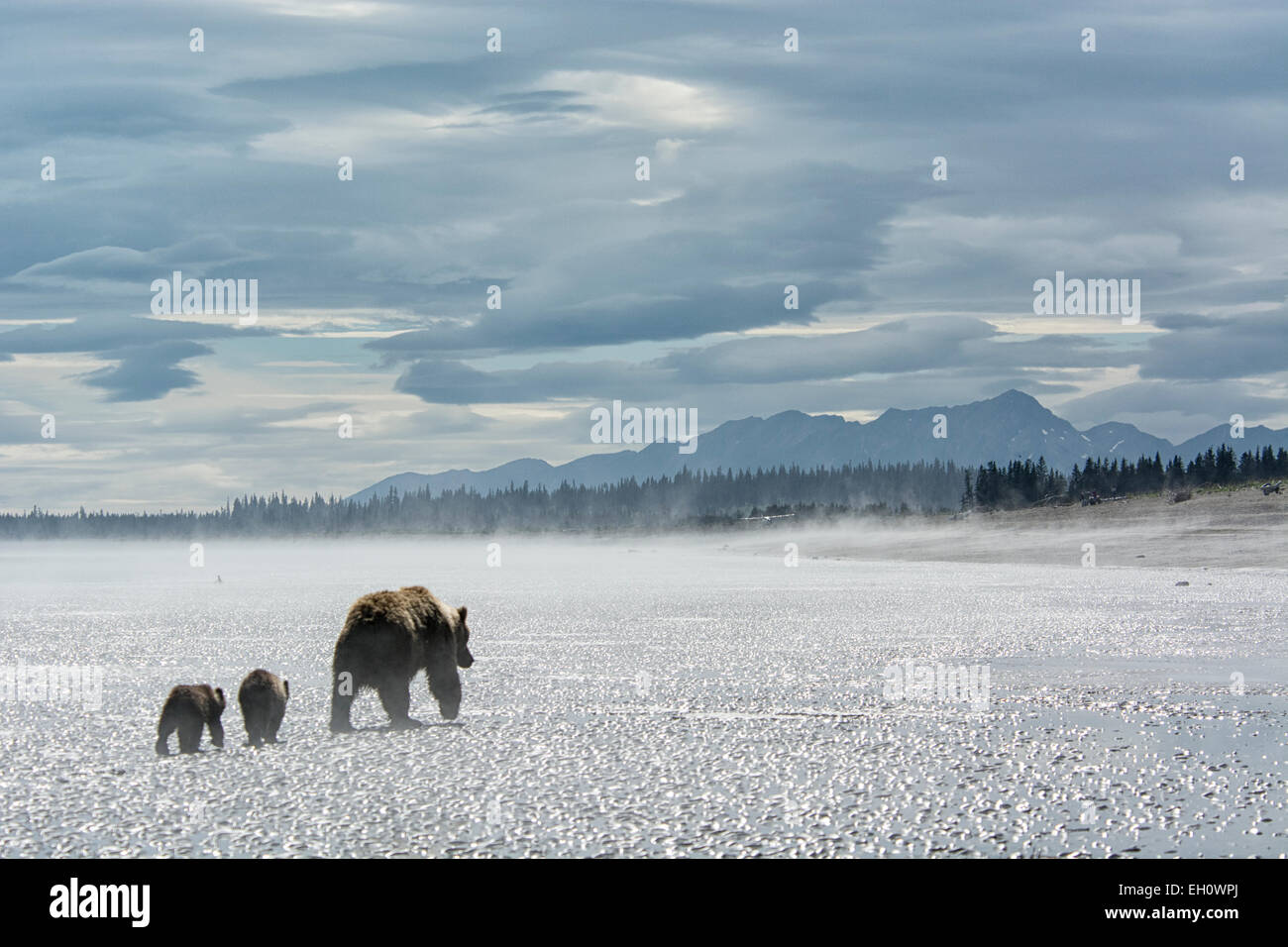 Grizzly Bear Mother leading two Spring Cubs, Ursus arctos, walking across the tidal flats of the Cook Inlet, Alaska, USA Stock Photo