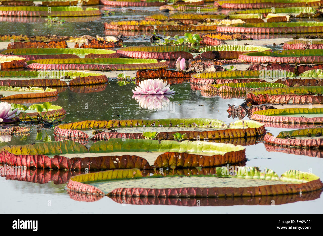 Giant Waterlilies, Victoria Amazonica, formerly called Victoria Regia, Panantal, Mato Grosso, Brazil, South America Stock Photo