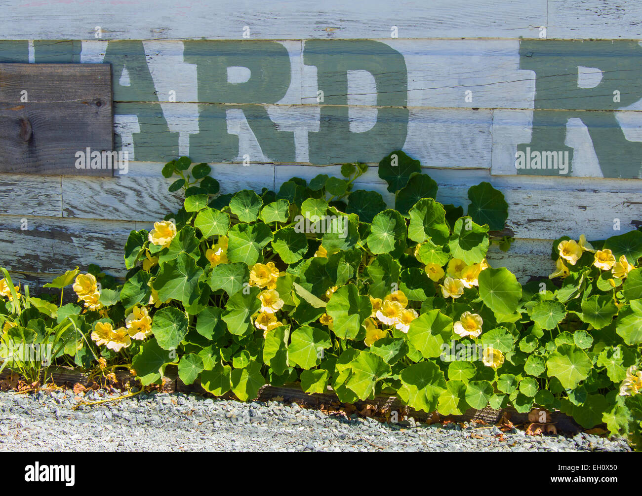 Summer Flowers growing wild against an old, wood wall Stock Photo
