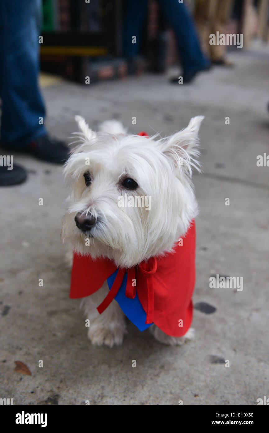 West Highland White Terrier Wearing High Resolution Stock Photography And Images Alamy
