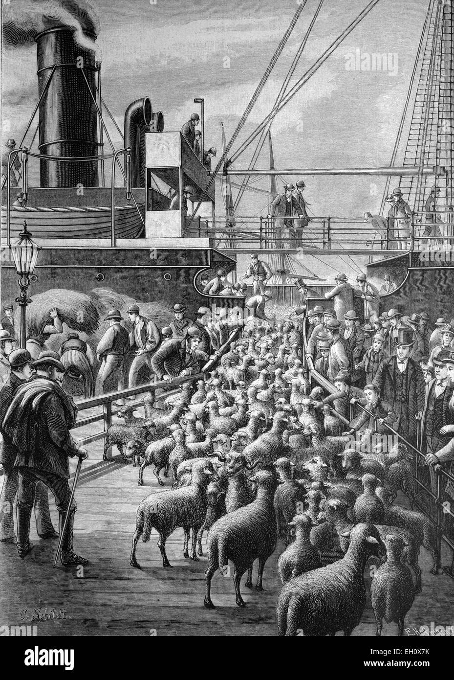 Loading of sheep in the Port of Hamburg, Hamburg, Germany, historical illustration, circa 1886 Stock Photo