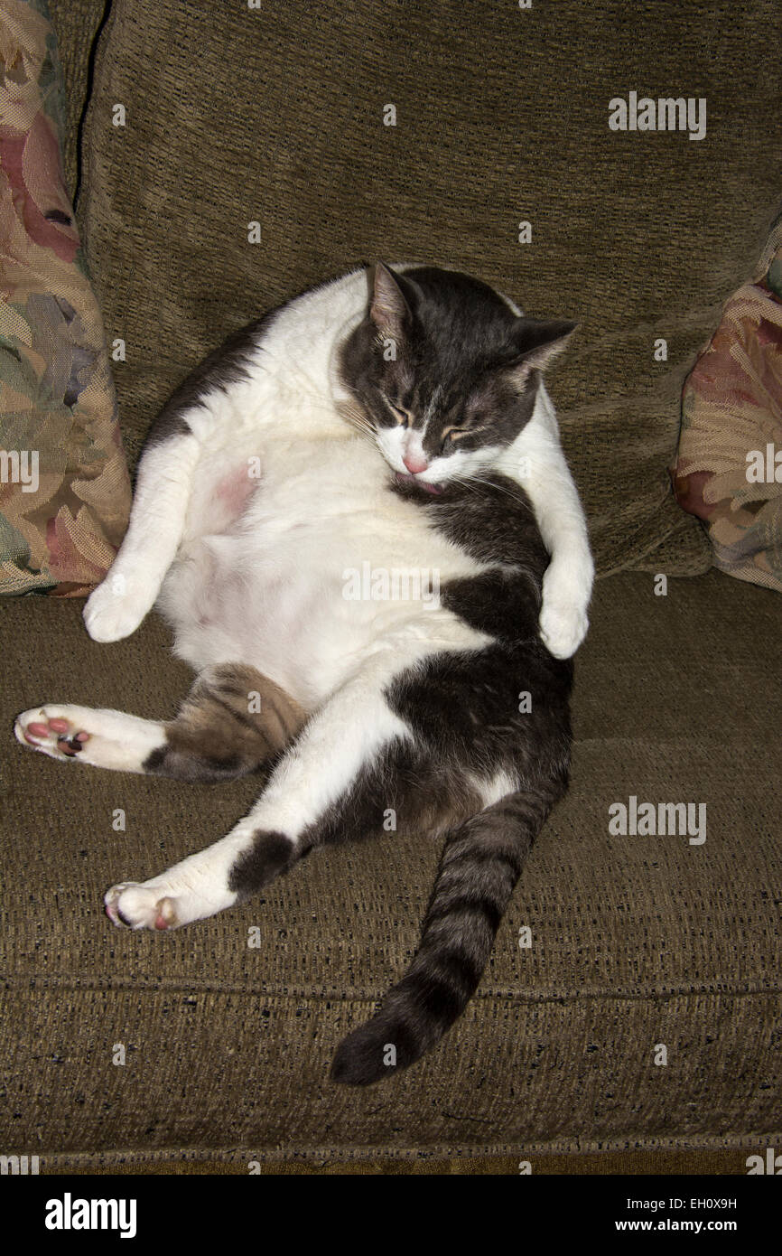 Chubby white best sale cat