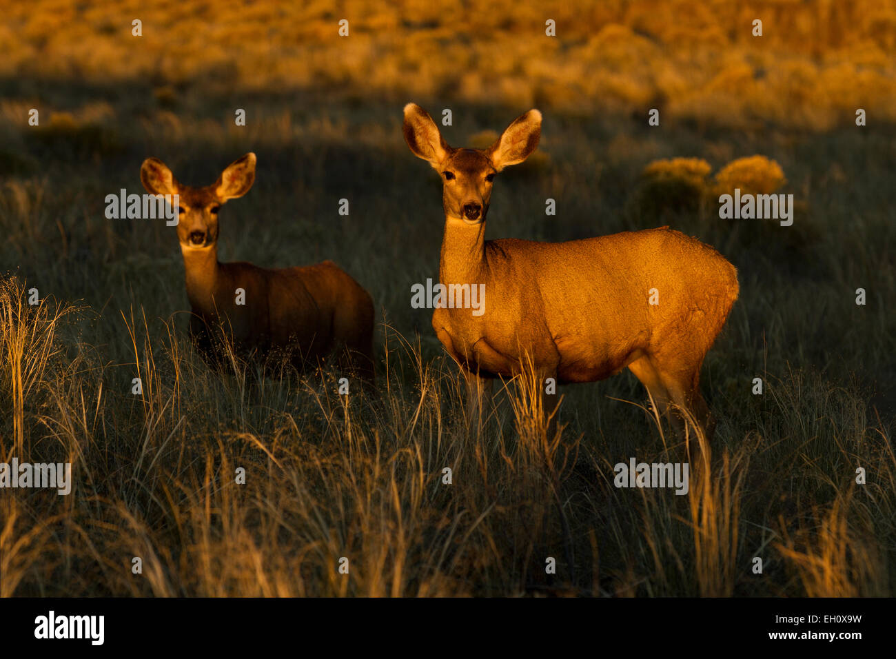 Mule deer (Odocoileus hemionus) at sunset Stock Photo