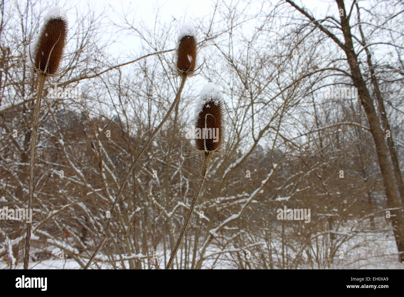 Three wild flowers covered with snow, invincible nature growing trough