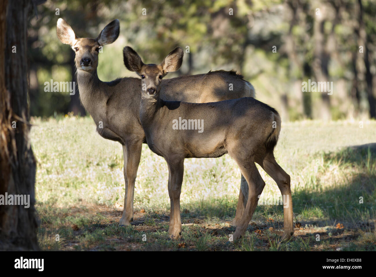 Mule deer (Odocoileus hemionus) in Ridgeway State Park, Colorado Stock Photo