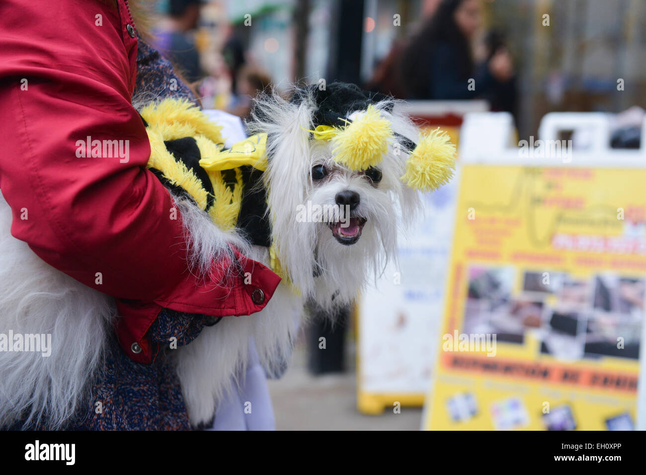 Dog dressed as a bee during Halloween 2013 being held by its owner in the streets of Newark, New Jersey USA. Stock Photo