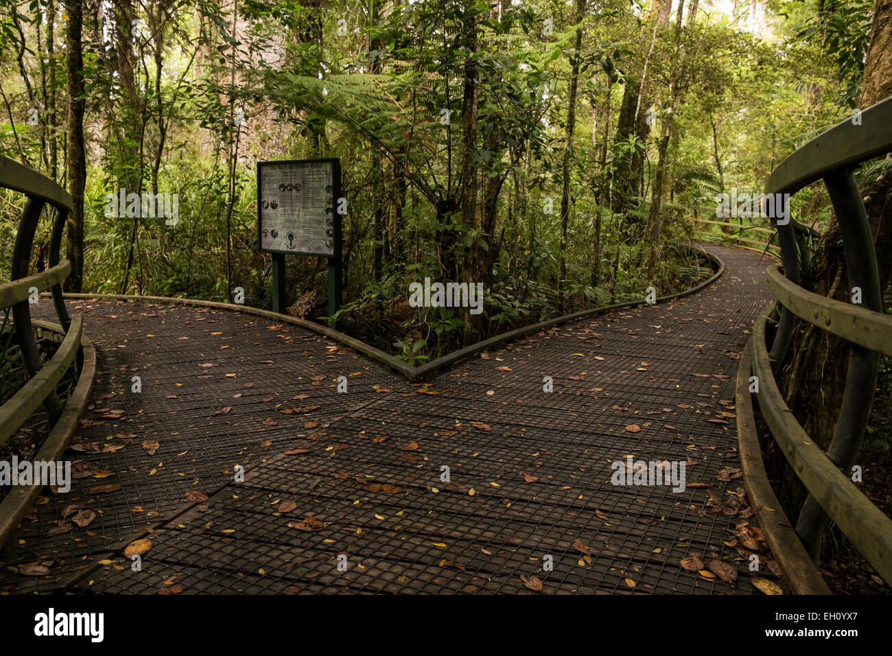 Manginangina scenic reserve, home to giant kauri trees, New Zealand