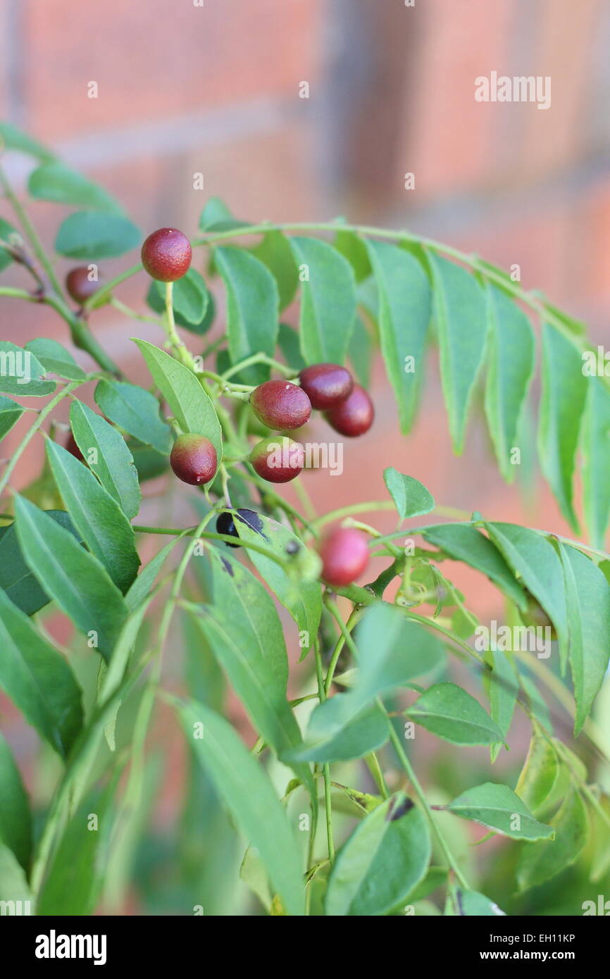 Curry seeds ripening hi-res stock photography and images - Alamy