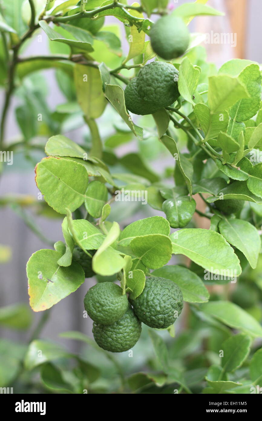 Kaffir Lime Citrus Hystrix Fruits On Tree Stock Photo Alamy