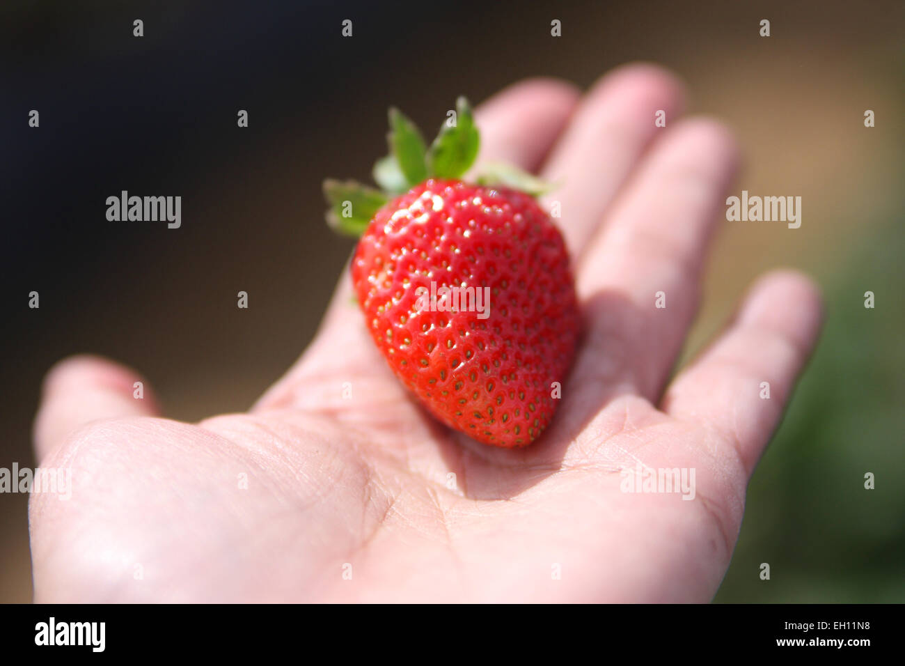 Close up of holding strawberry in hand Stock Photo