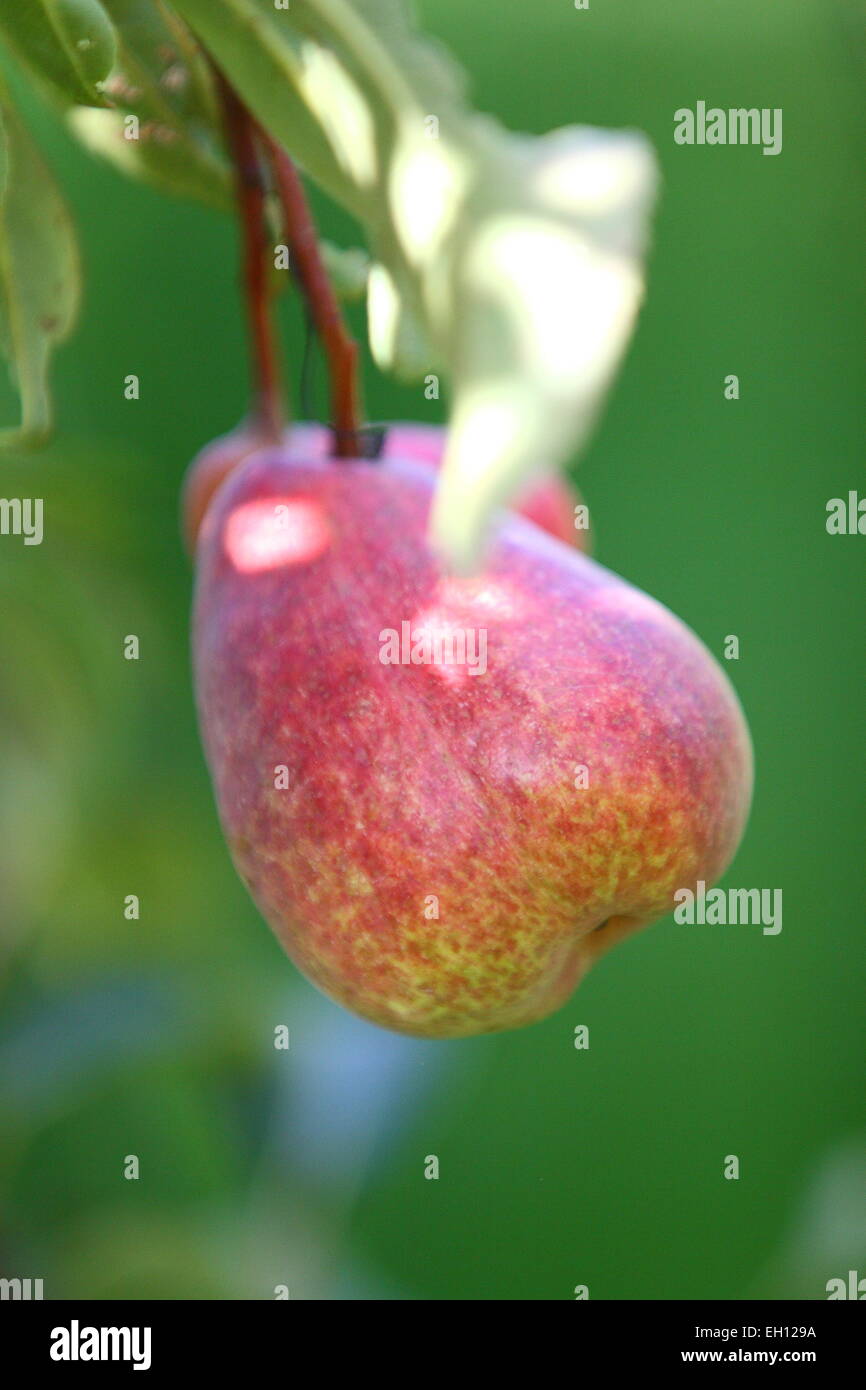 Red Sensation pears growing on tree branch Stock Photo