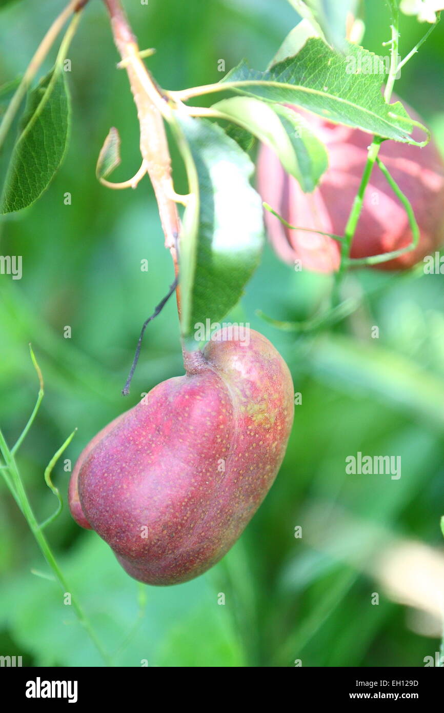 Red Sensation pears growing on tree branch Stock Photo