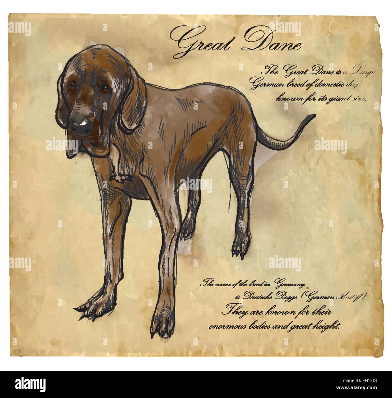 Great Dane (German Mastiff) - an hand drawn illustration (vector). Drawing comprises of three layers of lines plus colored layer Stock Vector
