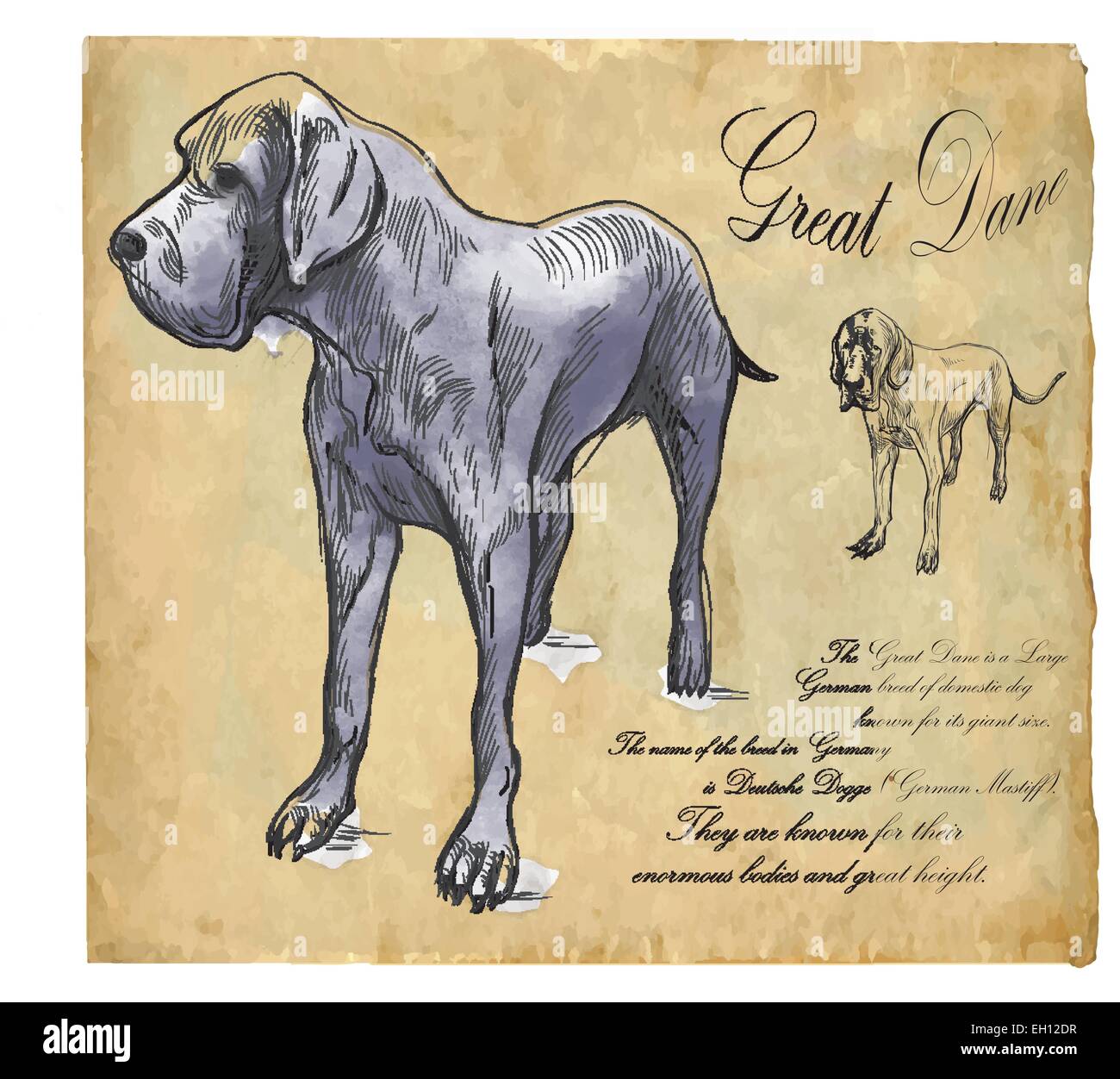 Great Dane (German Mastiff) - an hand drawn illustration (vector). Drawing comprises of three layers of lines plus colored layer Stock Vector